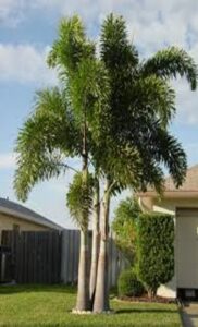 Foxtail Palm